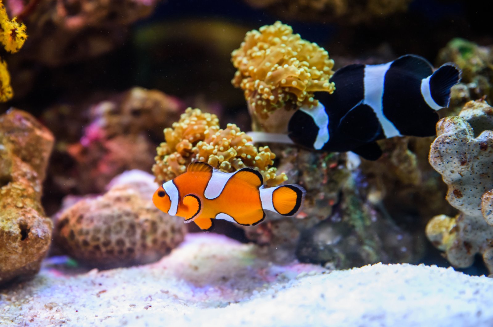 Aquarium owners be warned: Don't disinfect your hands before handling