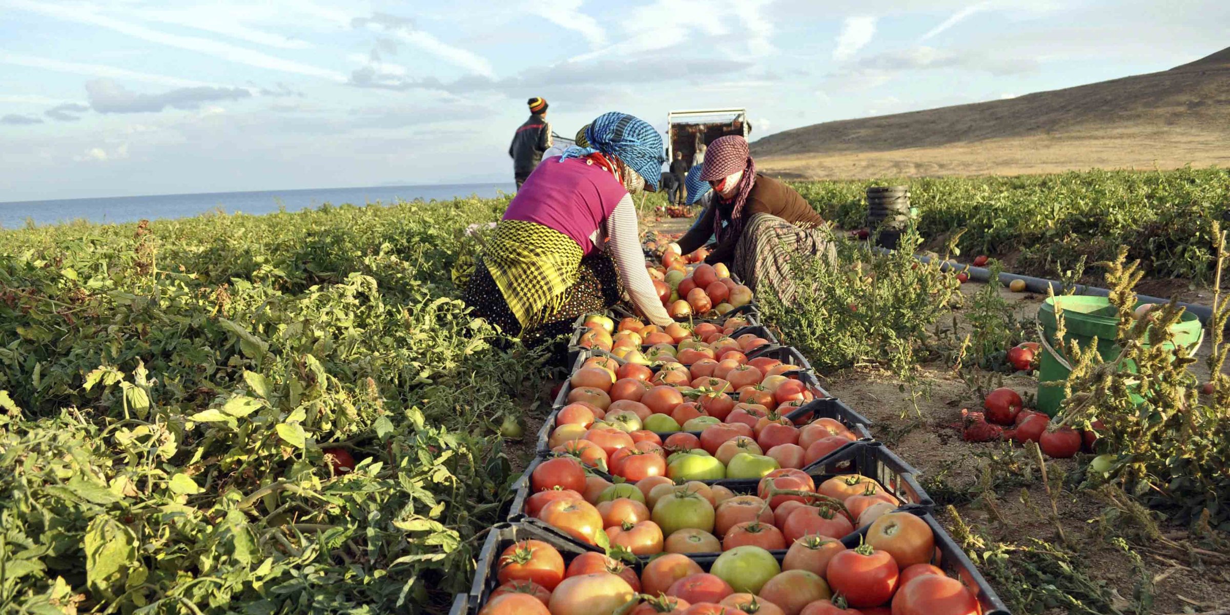 Turkey's migratory workers demand COVID-19 protection as agricultural