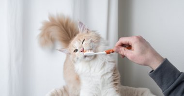 Brush those pearly whites well: Poor oral hygiene has been associated with a higher risk of diseases. (iStock Photo)