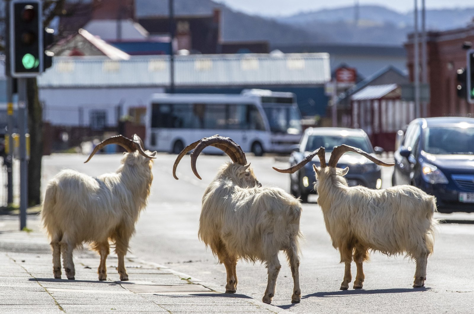 A herd of goats walk the quiet streets in Llandudno, North Wales, Tuesday, March 31, 2020. (AP Photo)