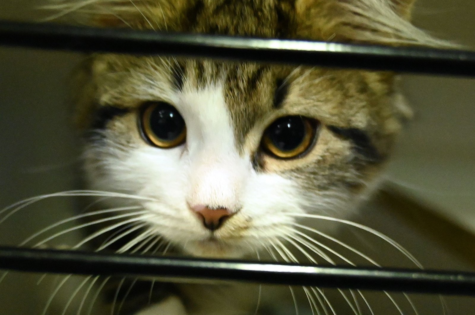 A cat waiting to be adopted looks out of its cage at the Royal Society for the Prevention of Cruelty to Animals (RSPCA) Shelter and Veterinary Hospital in Sydney on Wednesday, April 1, 2020. (AFP Photo)