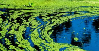 Harmful blue-green algae has been found to reduce cellular activity. (iStock Photo)