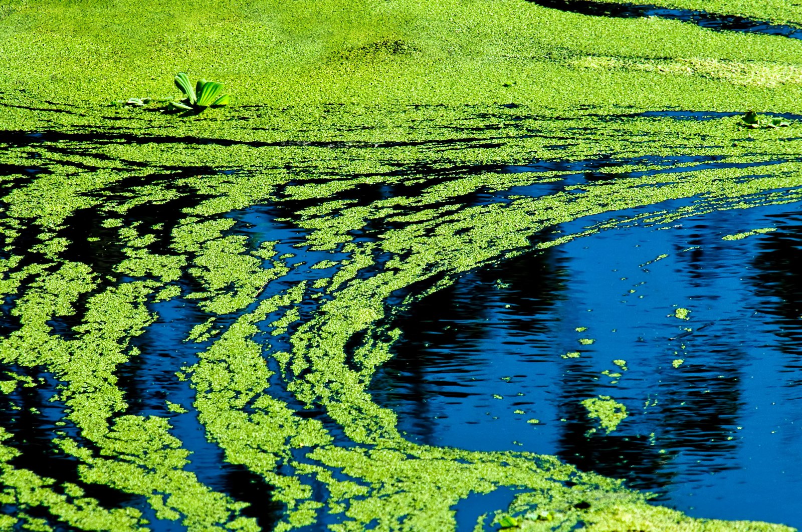 Harmful blue-green algae has been found to reduce cellular activity. (iStock Photo)