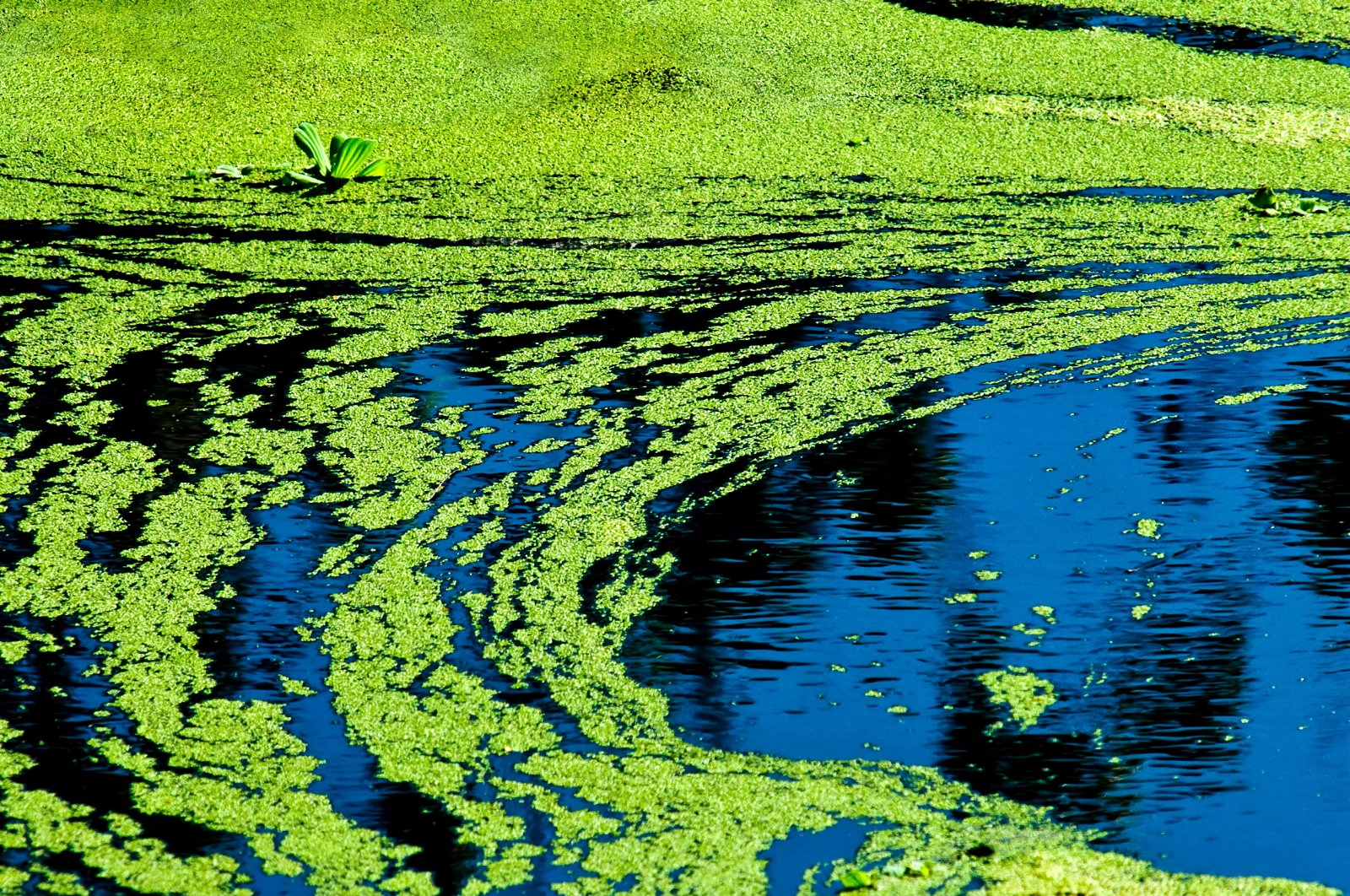 Algae neurotoxin may be environmental link to Parkinson's Daily Sabah