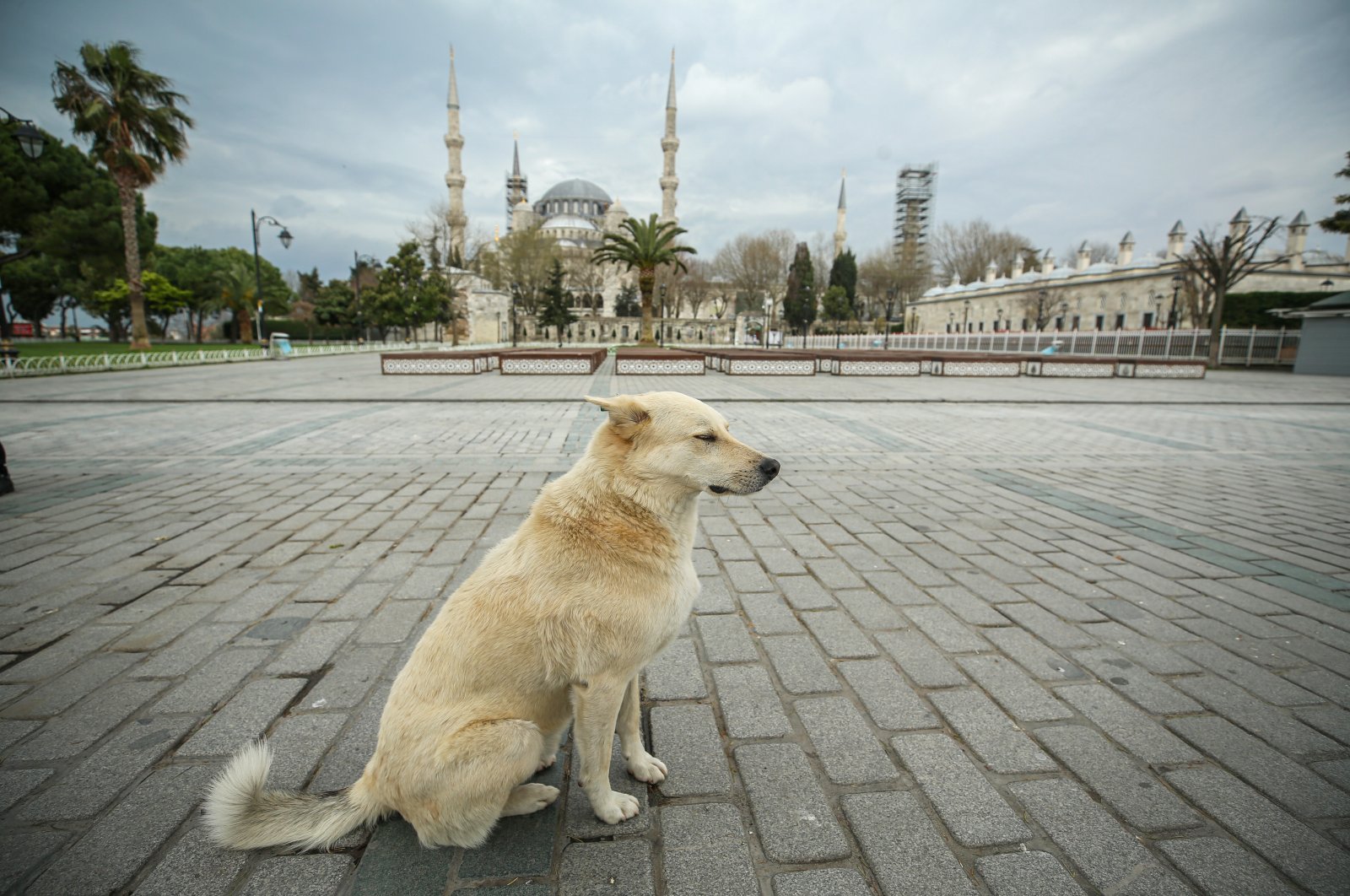A lonely dog sits at Sultanahmet Square, normally a place bustling with tourists, in Istanbul, Turkey, Monday, April 6, 2020. (AA Photo) 