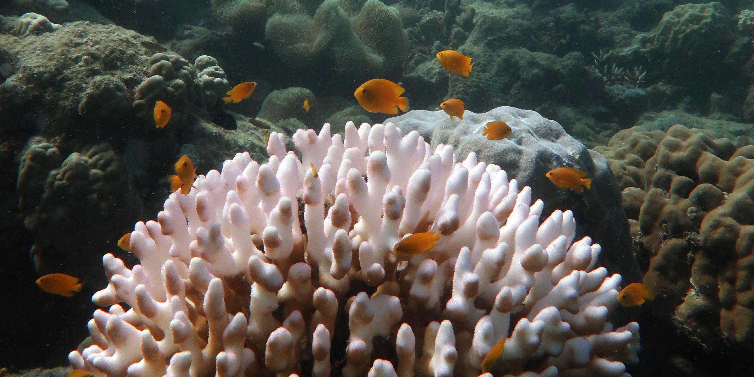 Great Barrier Reef suffers worst mass coral bleaching on record | Daily ...