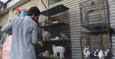 A vendor moves the cages of animals outside his closed shop during a government-imposed nationwide lockdown as a preventive measure against the coronavirus, Karachi, Pakistan, Wednesday, April 1, 2020. (AFP Photo)