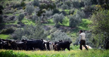 The film “Turna Misali” will portray the daily lives of Sarıkeçili Yörüks. (AA Photo)