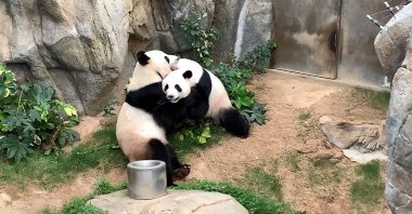 This handout photo provided by Ocean Park Hong Kong shows giant pandas Ying Ying and Le Le before mating at Ocean Park in Hong Kong on Monday, April 6, 2020. (AFP Photo)