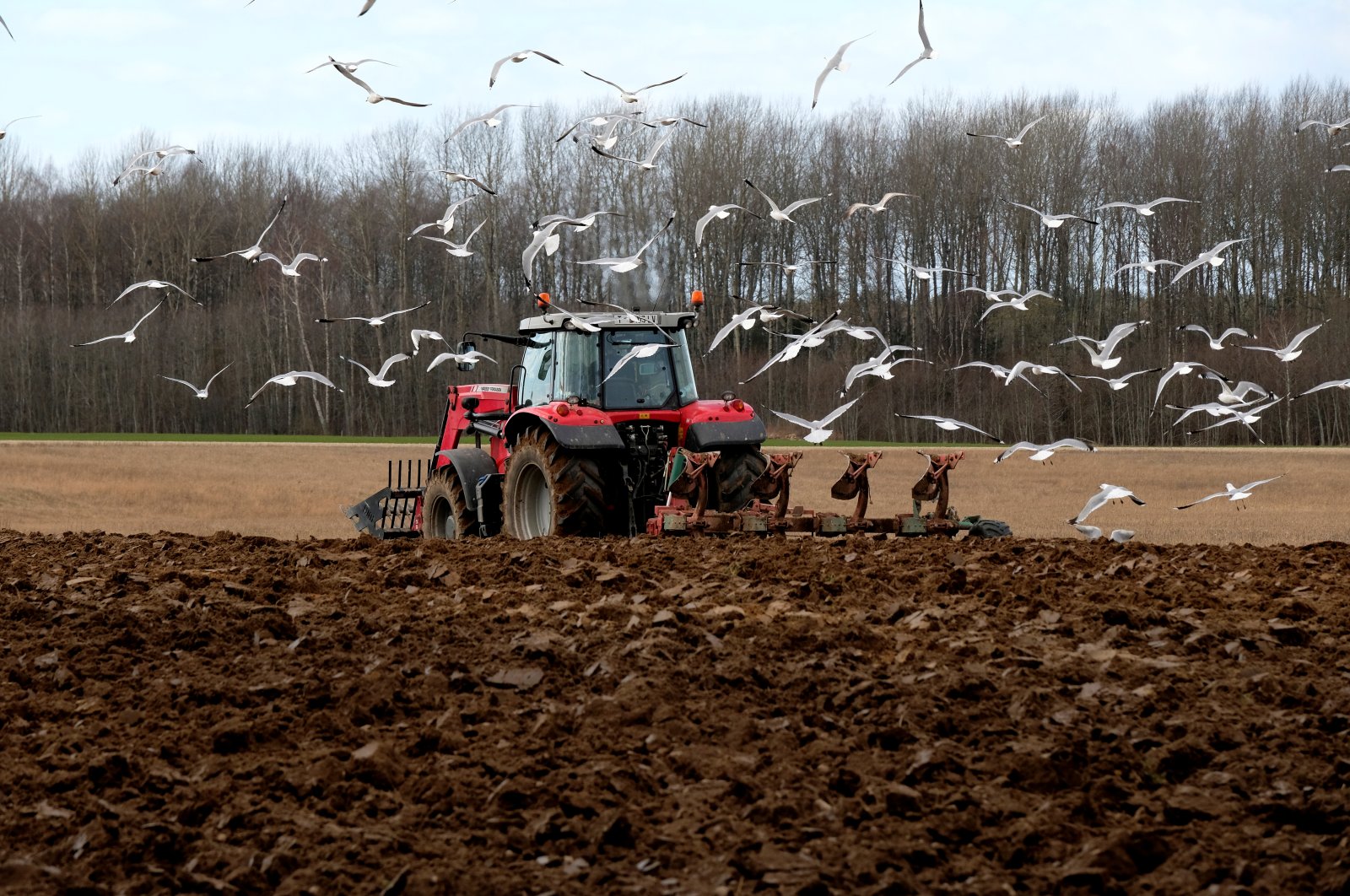 Seagulls take flight as a farmer plows a field in Liepupe, Latvia, Friday, April 3, 2020. (Reuters Photo)