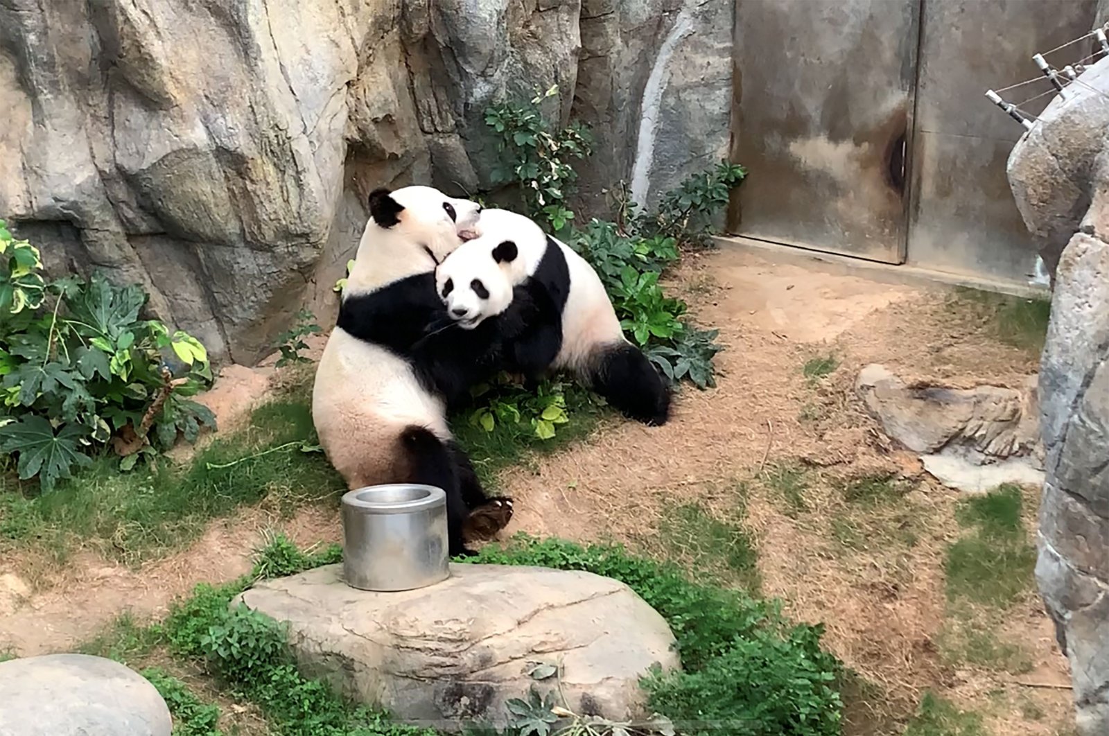 This handout photo provided by Ocean Park Hong Kong shows giant pandas Ying Ying and Le Le before mating at Ocean Park in Hong Kong on Monday, April 6, 2020. (AFP Photo)