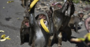 A monkey reaches out to grab bananas as a man feeds a group of monkeys during lockdown to prevent the spread of new coronavirus in Jammu, India, Wednesday, April 8, 2020. (AP Photo)
