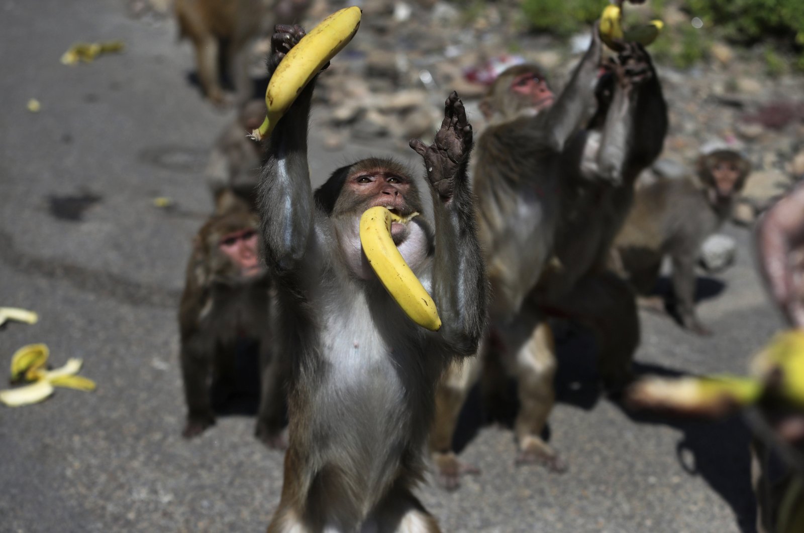 A monkey reaches out to grab bananas as a man feeds a group of monkeys during lockdown to prevent the spread of new coronavirus in Jammu, India, Wednesday, April 8, 2020. (AP Photo)