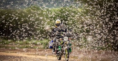 A motorcyclist rides through a swarm of desert locusts, Kipsing, Kenya, March 31, 2020. (AFP Photo)