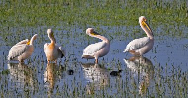 Pelicans photographed by Turkish photographer Ali Şenel at Manyas Lake in Turkey's Balıkesir province, April 10, 2020. (IHA Photo)