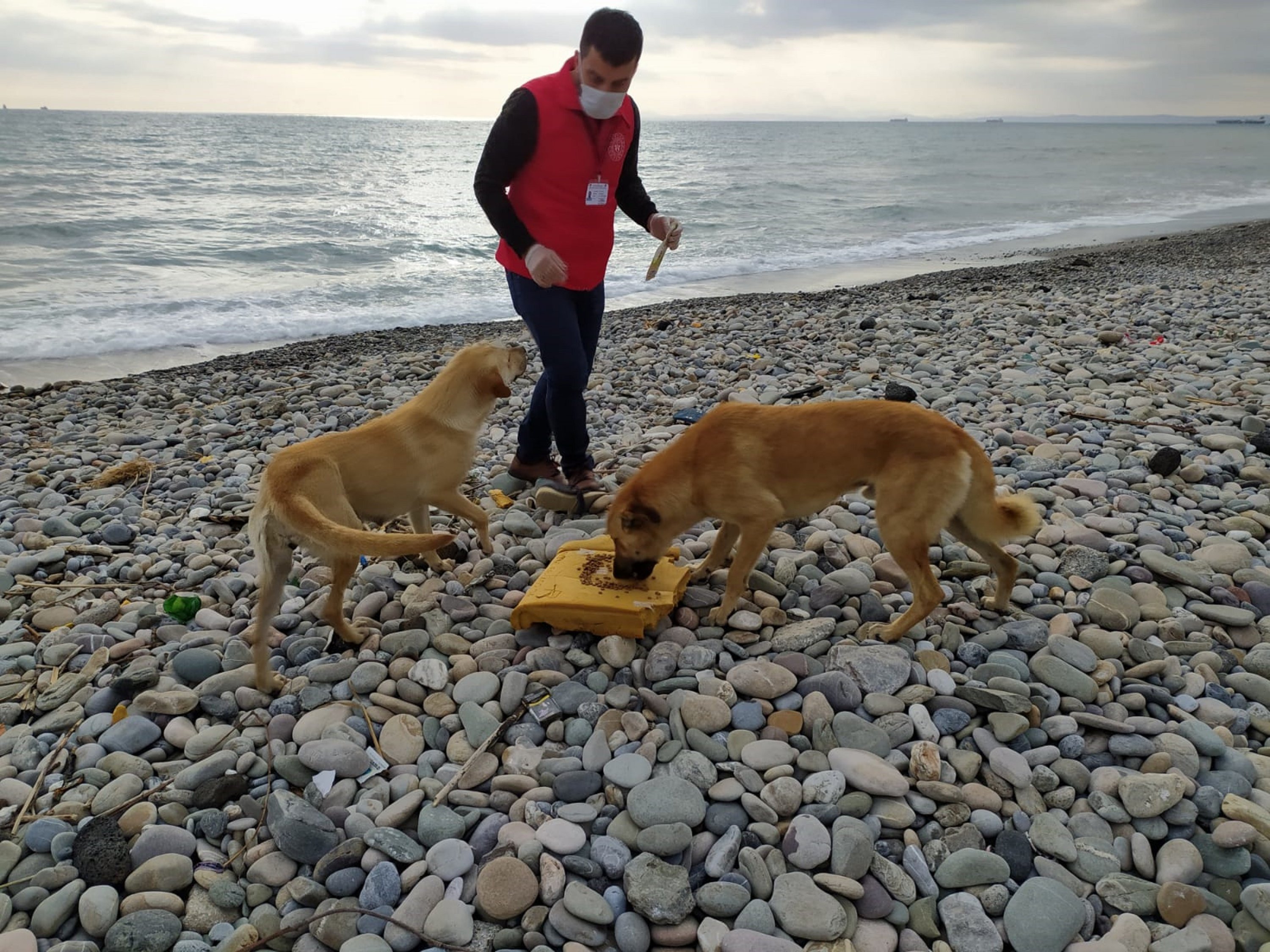 Members of Vefa social support groups provides food for stray dogs in Hatay province, on April 9, 2020. Many municipalities began providing food and water to street animals to prevent starvation and dehydration. (İHA Photo)