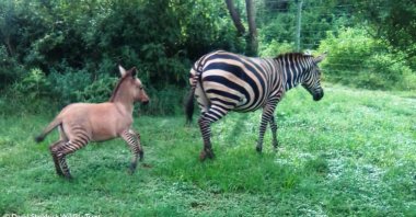 A zebra mother and her zonkey foal are seen in Chyulu Hills National Park, Kenya, in this photo shared on April 8, 2020. (Photo by Sheldrick Wildlife Trust via Facebook)