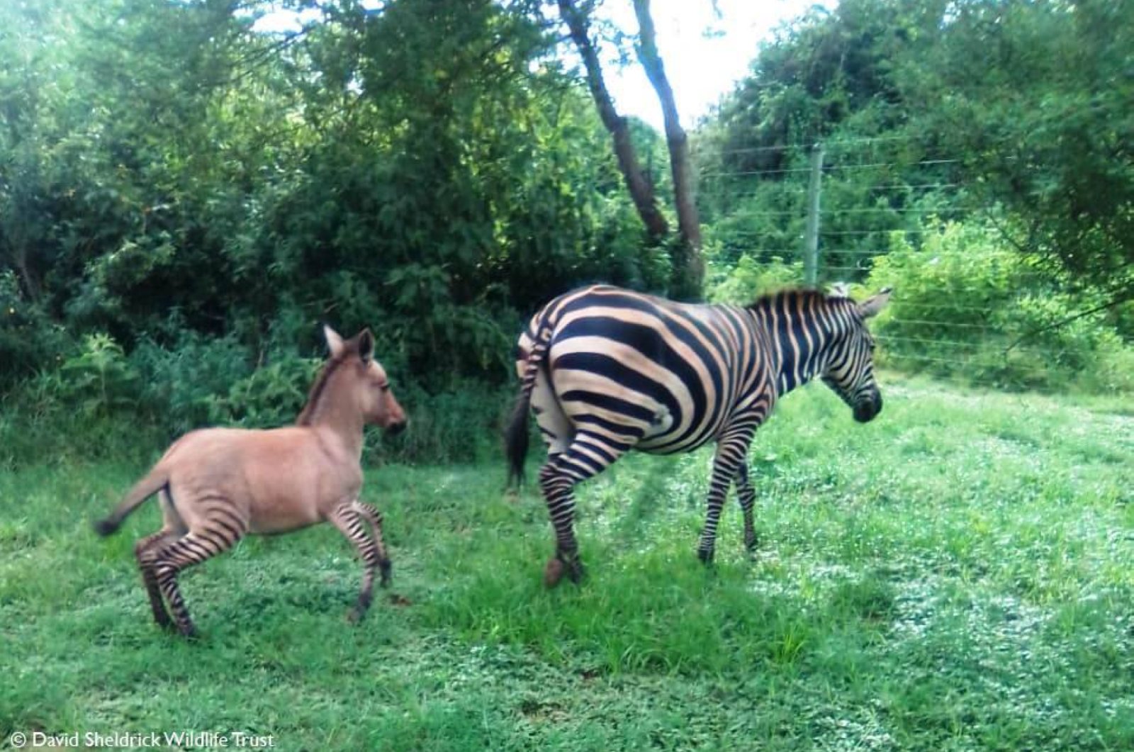 Hør efter Håndværker deformation A zonkey is born: Zebra gives birth to rare hybrid in Kenya | Daily Sabah