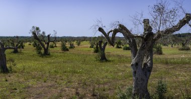 Xylella-infested olive trees in Salento, South Italy. (iStock Photo)