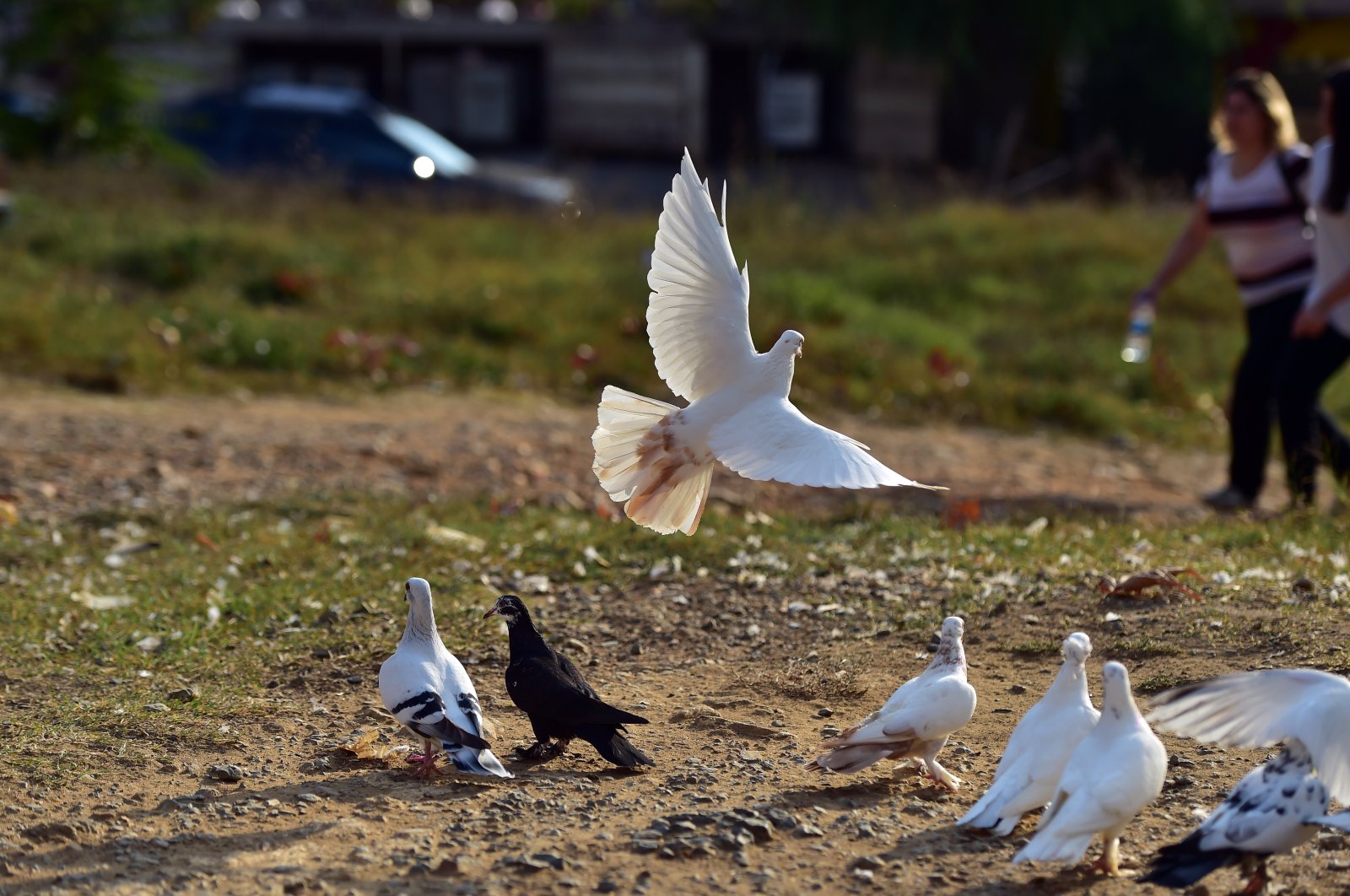 Pigeons flying around in this undated photo. (Photo by İlhami Yıldırım)