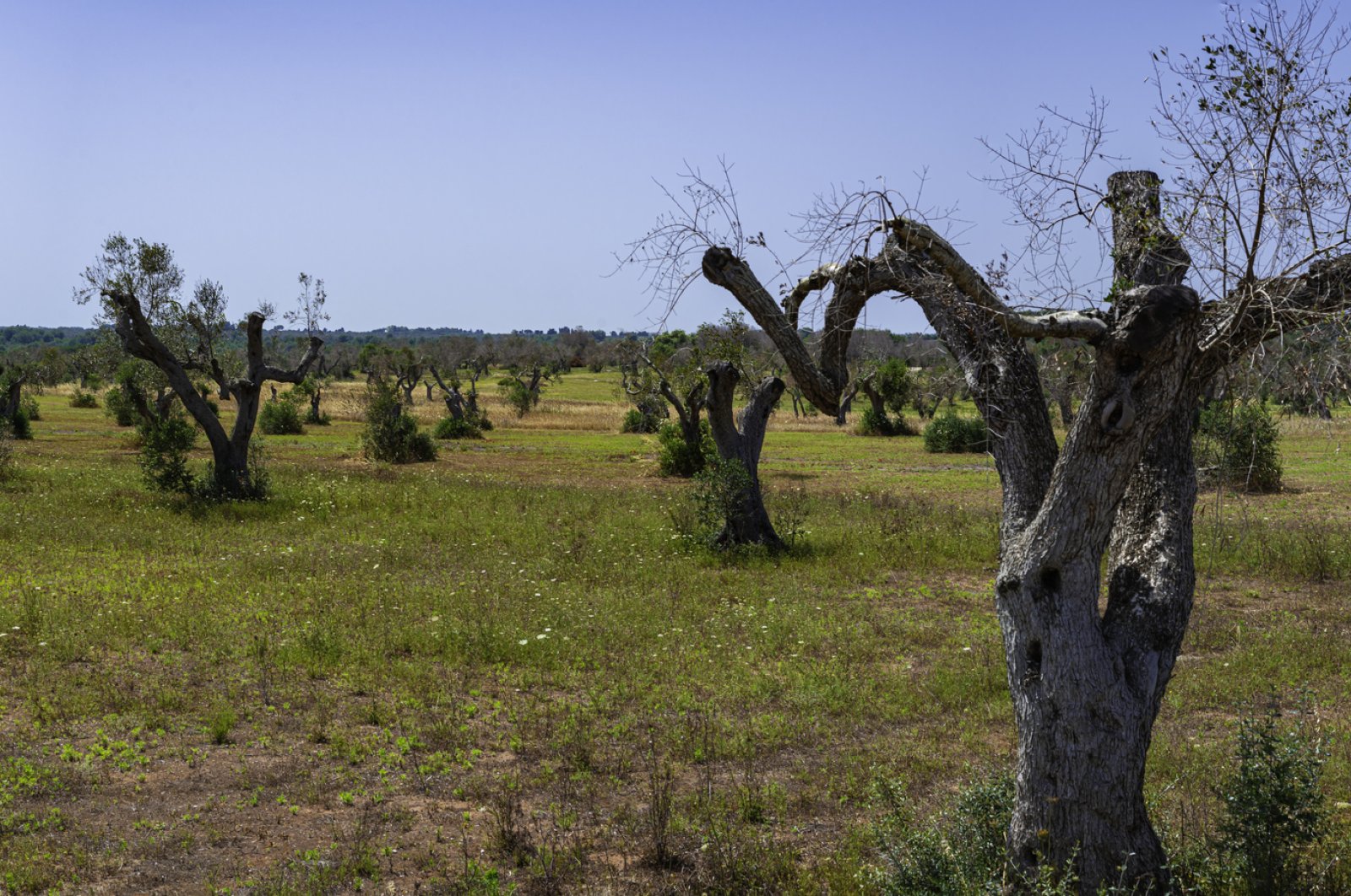 Xylella-infested olive trees in Salento, South Italy. (iStock Photo)