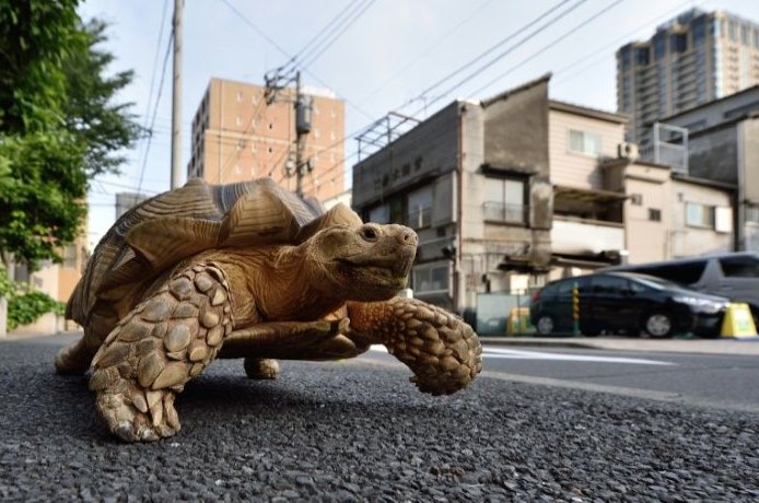 A turtle is seen on the streets of Tokyo, Japan, in this 2015 photo. (AFP File Photo)