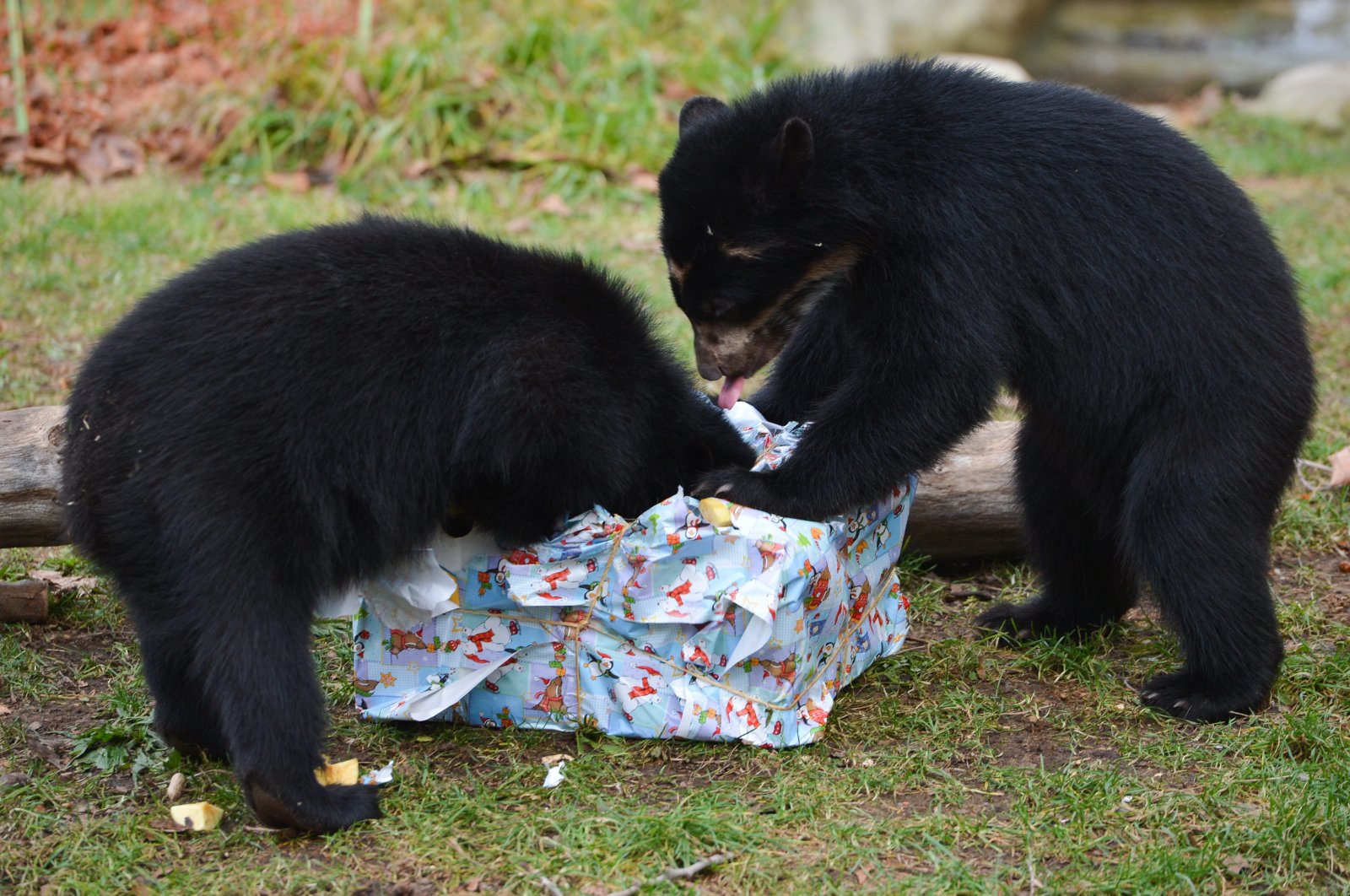 Andean bear twins Tupa und Sonco  open their Christmas gift box with fruit and vegetables in their enclosure in the zoo in Frankfurt, Germany Thursday Dec. 25, 2014.  (AP Photo)