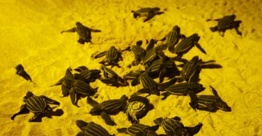 Newly hatched baby leatherback sea turtles are seen before making their way into the sea for the first time at a beach in Phanga Nga district, Thailand, March 27, 2020. (Reuters Photo)