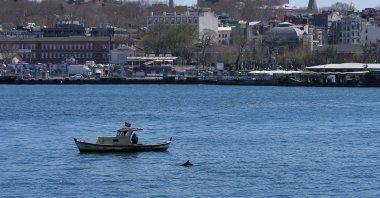 A dolphin is seen next to a fishing boat in the Golden Horn off the Karaköy district of Istanbul, Turkey, April 16, 2020. (AA Photo)