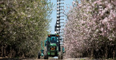 A tractor pulls a mast equipped with small cannons that shoot pollen at almond trees, allowing them to be fertilized without bees, Tel Arad, southern Israel, March 4, 2020. (Reuters Photo)