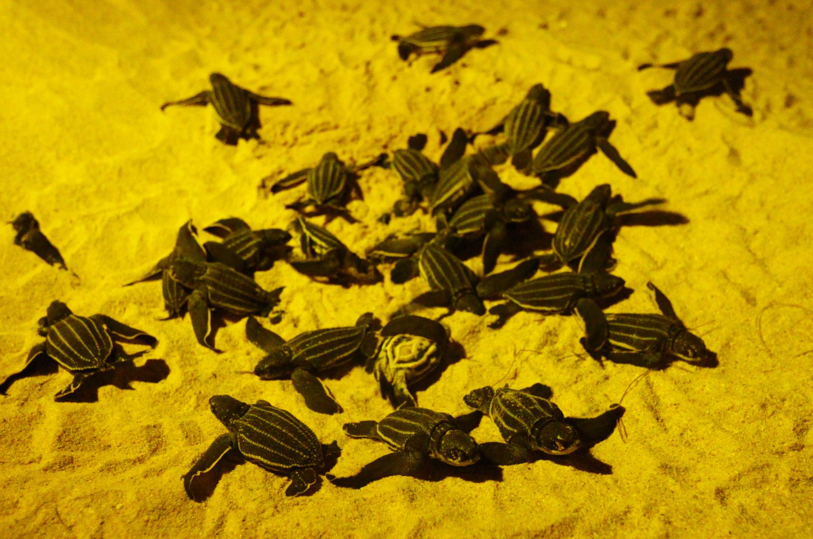 Newly hatched baby leatherback sea turtles are seen before making their way into the sea for the first time at a beach in Phanga Nga district, Thailand, March 27, 2020. (Reuters Photo)