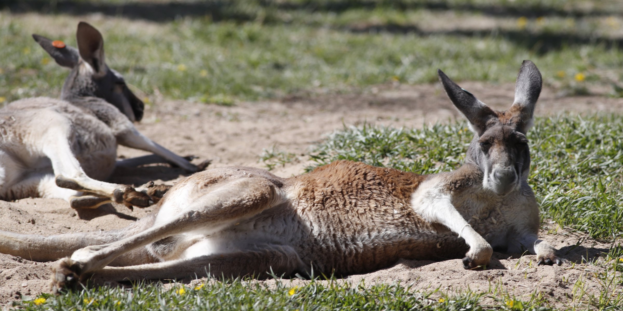 Australia's Threatened Mammals Decline By More Than Third In 20 Years 