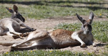 Kangaroos take a mid-morning rest at the Denver Zoo, Denver, Colorado, U.S., April 21, 2020. (AP Photo)