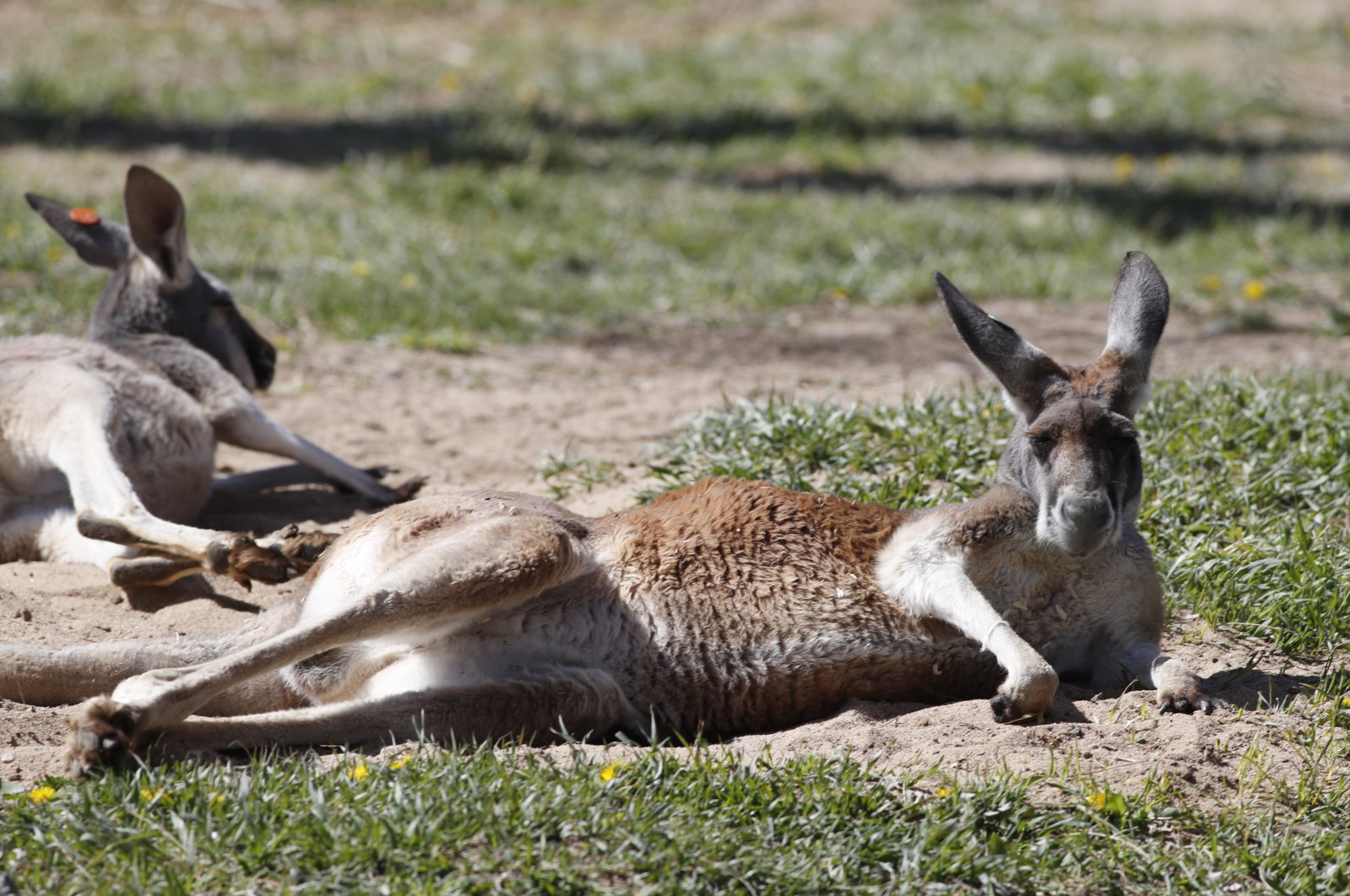 Kangaroos take a mid-morning rest at the Denver Zoo, Denver, Colorado, U.S., April 21, 2020. (AP Photo)