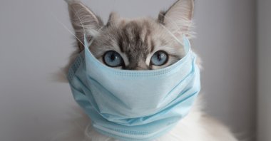 There is no evidence that pets spread the coronavirus to people. (Shutterstock Photo)