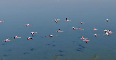 Flamingos fly over the Narta Lagoon, near the city of Vlora in the south of Albania on April 9, 2020. (AFP Photo)