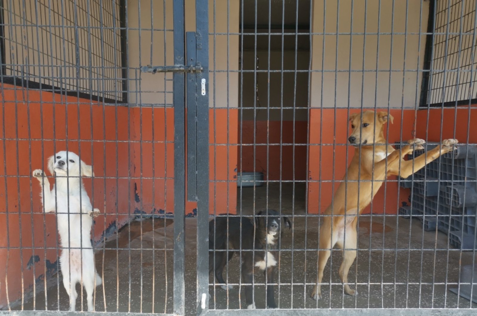 Dogs at an animal shelter in Avcılar district in Istanbul, Turkey, April 24, 2020. (DHA Photo) 