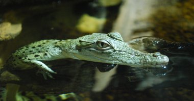 Baby crocodile in Australia. (File Photo) 