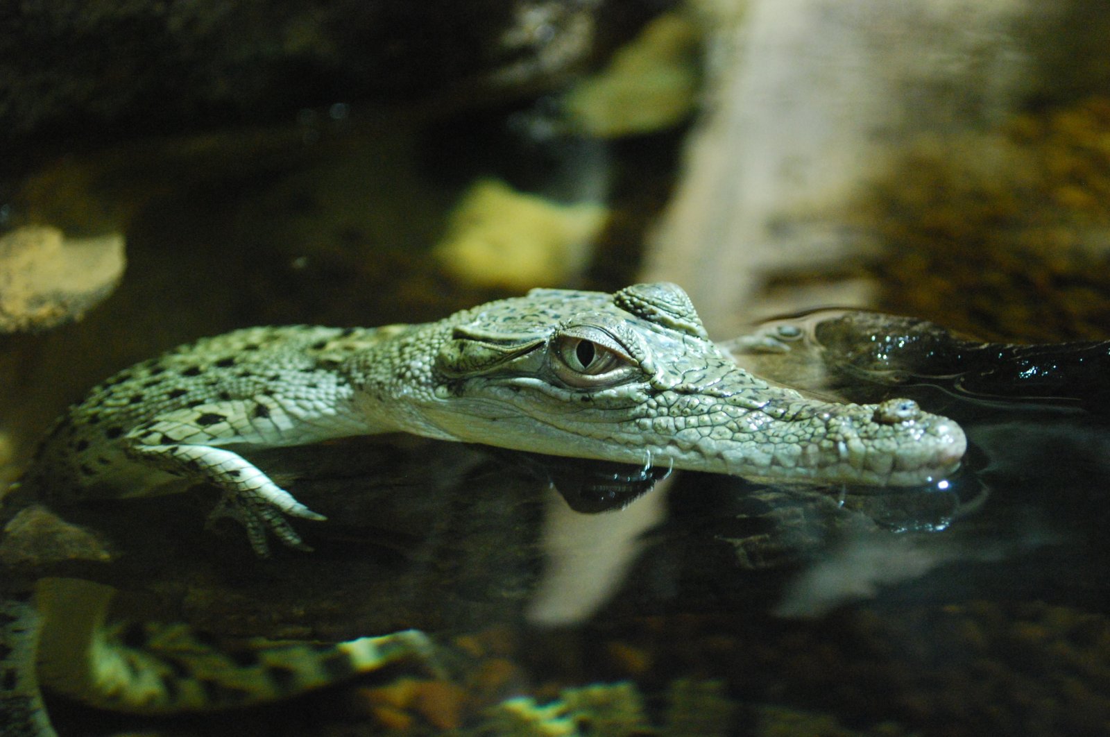 Baby crocodile in Australia. (File Photo) 
