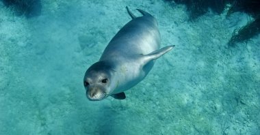 A Mediterranean monk seal dives into the water, Gökova, Turkey. (Shutterstock Photo)
