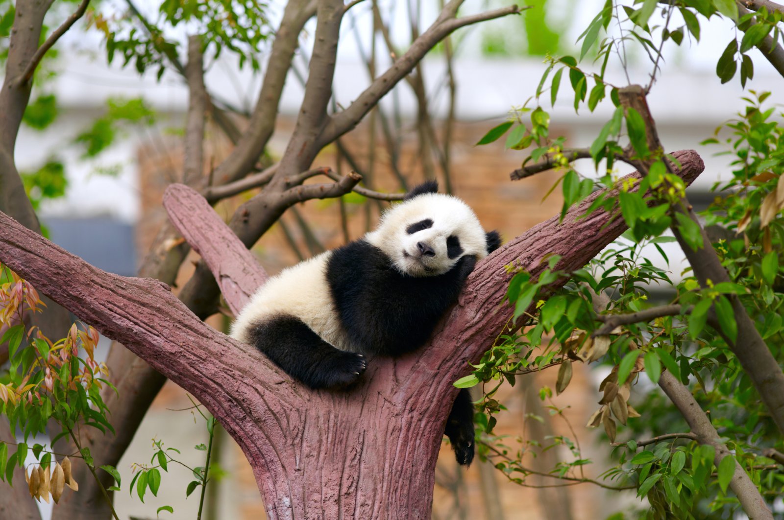 Along with local sea turtles, pandas are the most adopted species in Turkey as part of a wildlife adoption program. (iStock Photo)