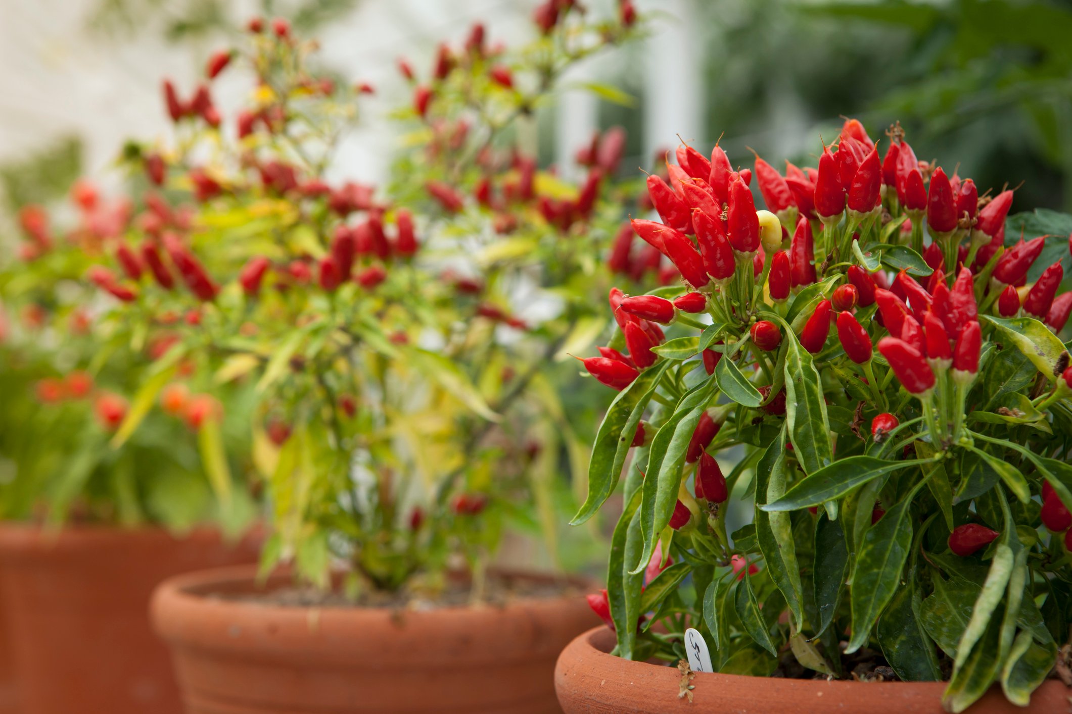 A pot of fiery chillies could be a good place to start. (iStock Photo)