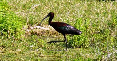 A glossy ibis photographed for the first time in a wetland area of Bodrum, Muğla province, Turkey, April 27, 2020. (İHA Photo) 