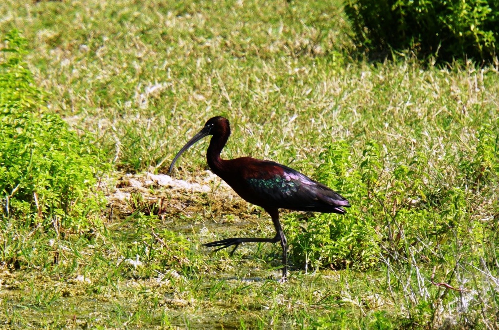 A glossy ibis photographed for the first time in a wetland area of Bodrum, Muğla province, Turkey, April 27, 2020. (İHA Photo) 