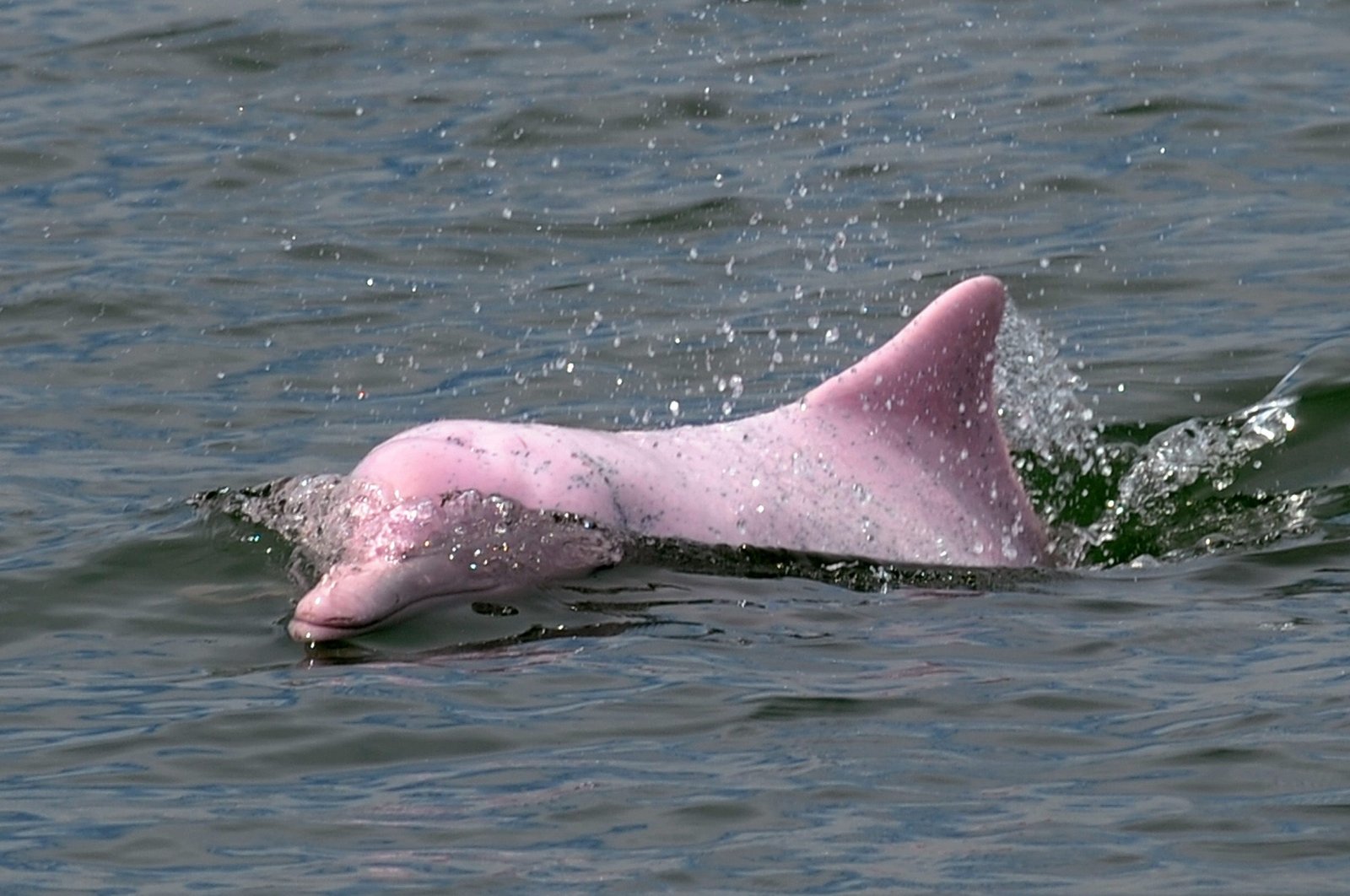 A Chinese white dolphin or Indo-Pacific humpback dolphin, nicknamed the pink dolphin, swims in waters off the coast of Hong Kong, Aug. 19, 2011. (AFP Photo)