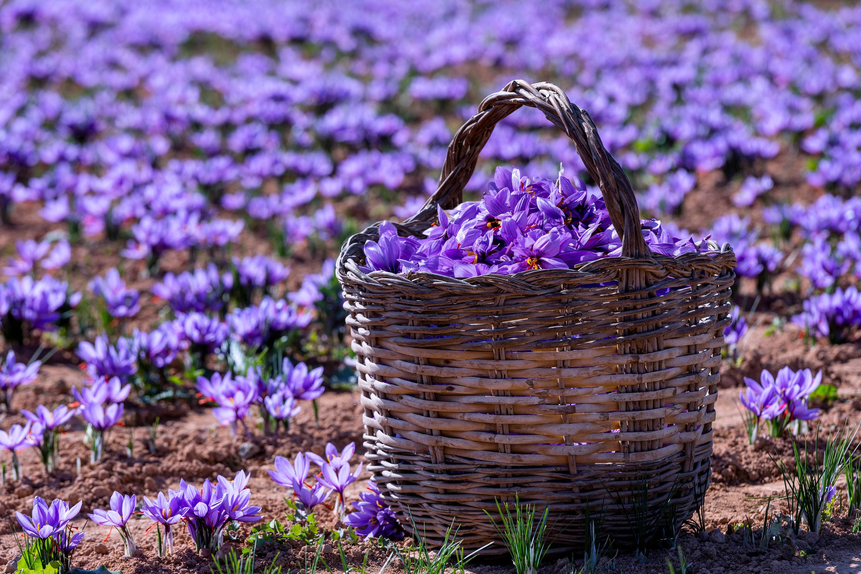 Une promenade au milieu de ces fleurs violettes est certainement une belle expérience.  (Photo Shutterstock)