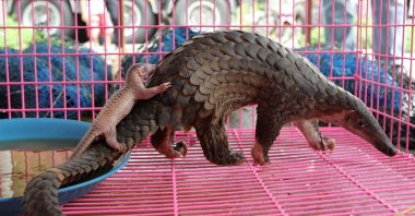 A newborn confiscated smuggled baby pangolin with its mother inside a cage during a news conference in Bangkok, Thailand, April 20, 2011. (EPA Photo)