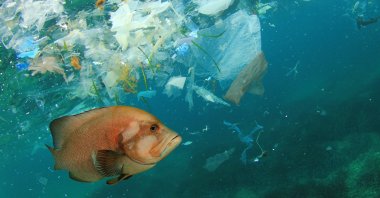 A fish swimming in a sea of plastic (Shutterstock Photo)