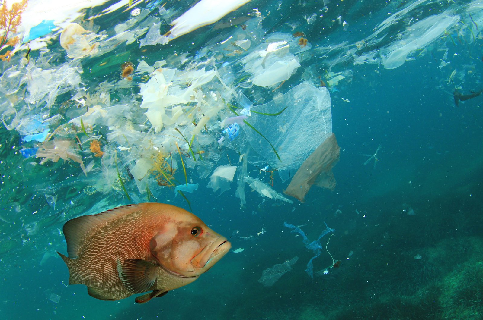 A fish swimming in a sea of plastic (Shutterstock Photo)