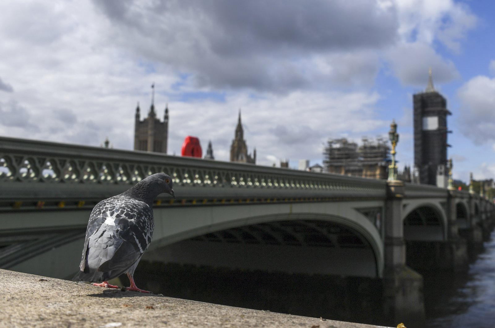 A pigeon stands on the south bank of the river Thames, against the backdrop of the Houses of Parliament, as the country continues its lockdown to curb the spread of coronavirus, in London, Friday, May 1, 2020. (AP Photo)